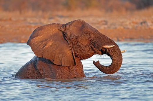 safari Namibie