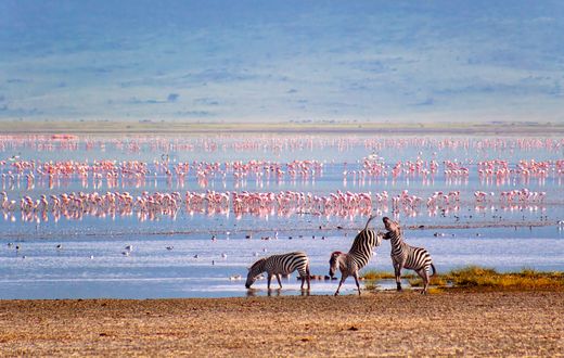 safari Tanzanie
