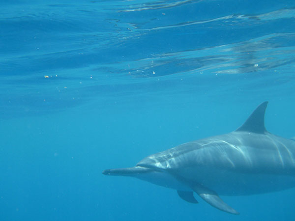 DAUPHIN SPINNER A HONAUNAU