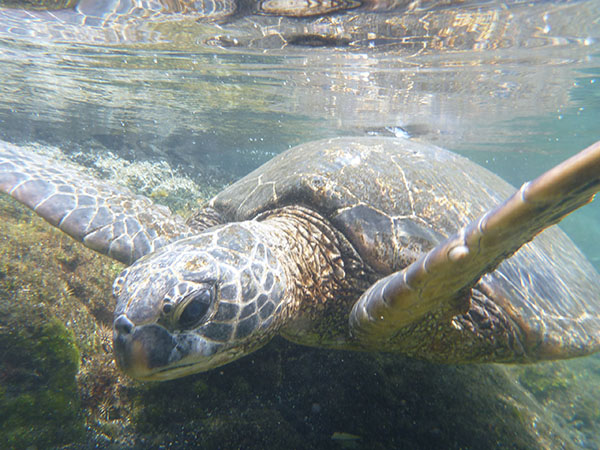 TORTUE VERTE DANS UNE PISCINE DE PUNALU’U