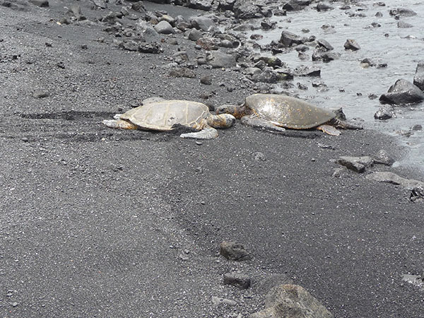 TORTUES VERTES HAWAIENNES A PUNALU’U
