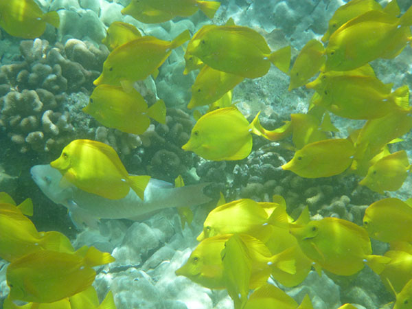 POISSONS DE RECIF A KEALAKEKUA
