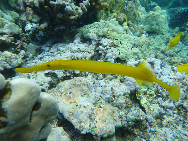 POISSON TROMPETTE