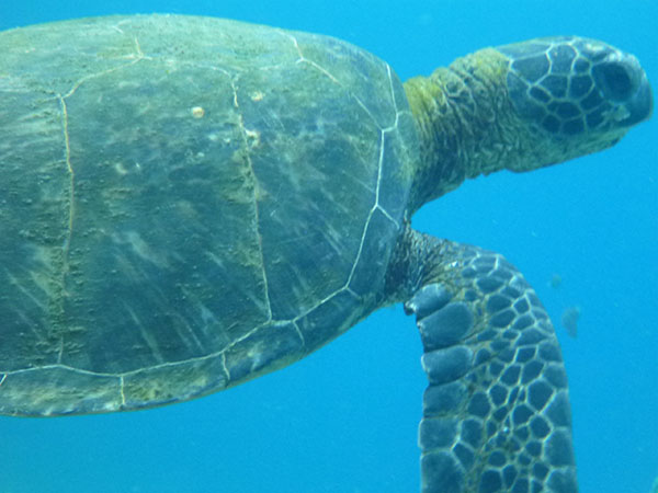 TORTUE VERTE D’HAWAII