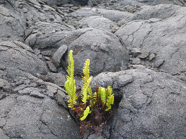 LAVE PAHOEHOE
