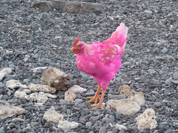 UN AYAM ROSE TRES FUN