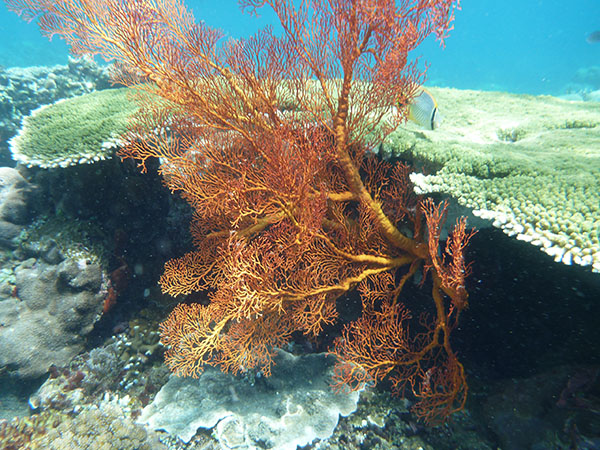 LE JAPANESE WRECK