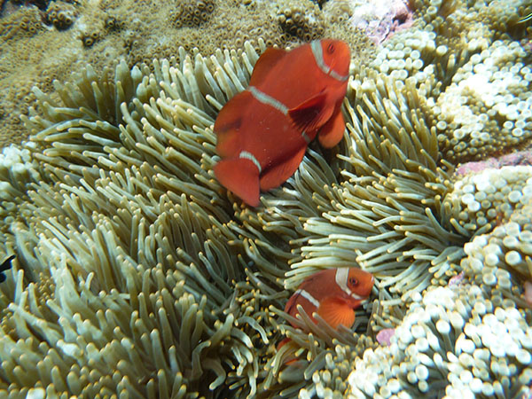 QUELQUES POISSONS CLOWN
