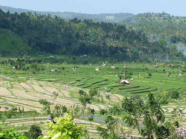 RIZIÈRE DE TIRTA GANGA