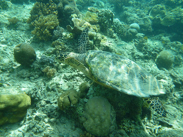 TORTUE