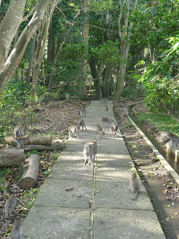 MONKEY FOREST
