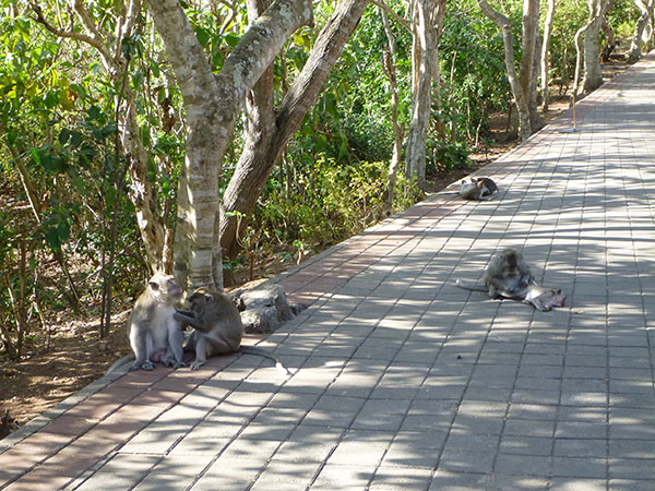 DES SINGES