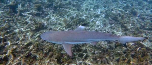 REQUIN POINTES NOIRES