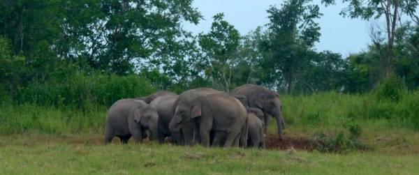 TROUPEAU D’ELEPHANTS SAUVAGES DANS LE PARC DE KHAO YAI