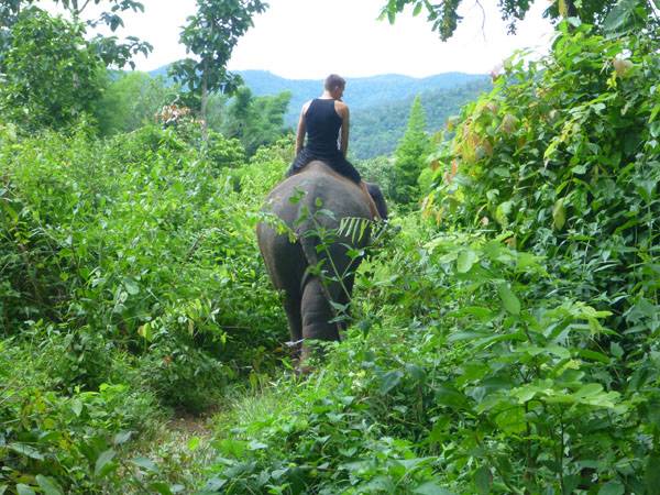 Balade à dos d'éléphants