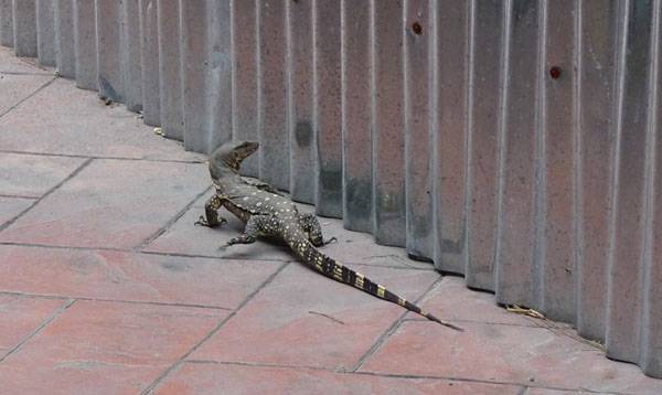 Petit varan - Bangkok
