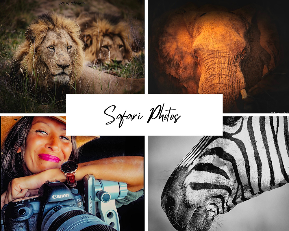 Safari photos