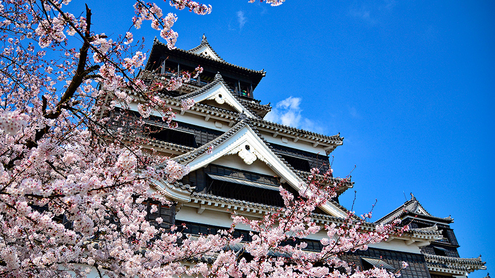 Splendeur du Japon sous les Sakura