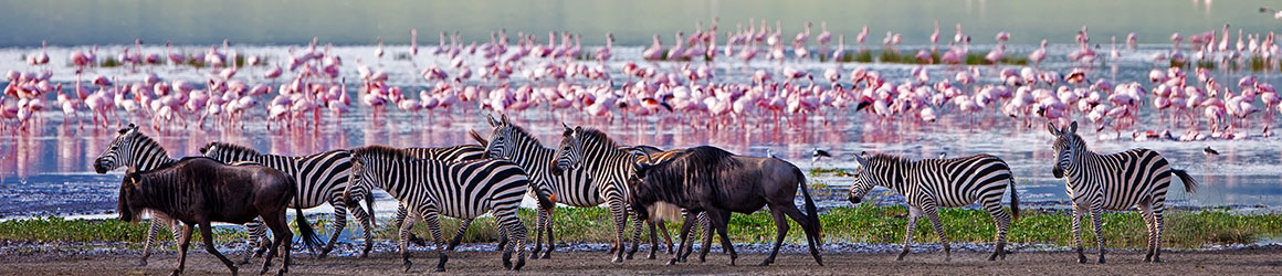 Destination Afrique