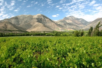 chili winery
