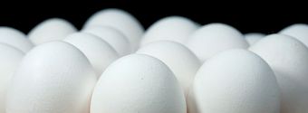 insolite couveuse oeufs
