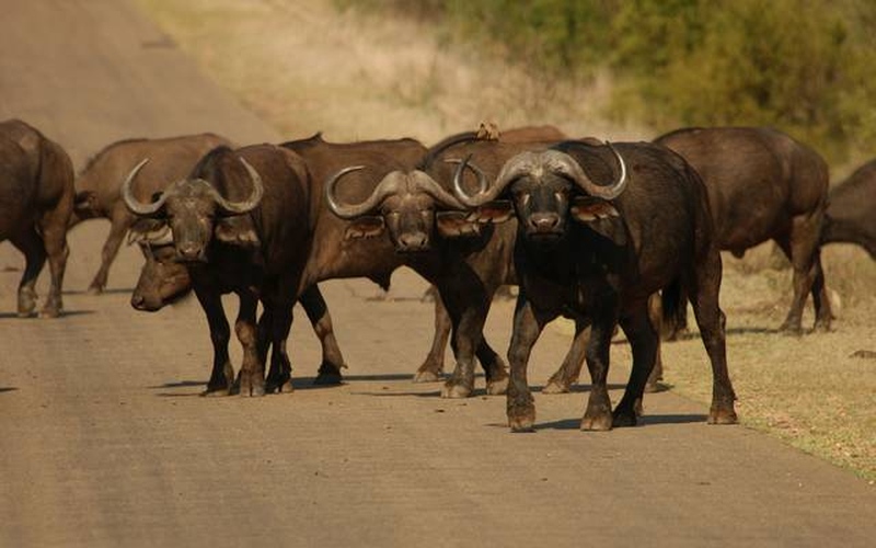 986833 kruger national park afrique du sud