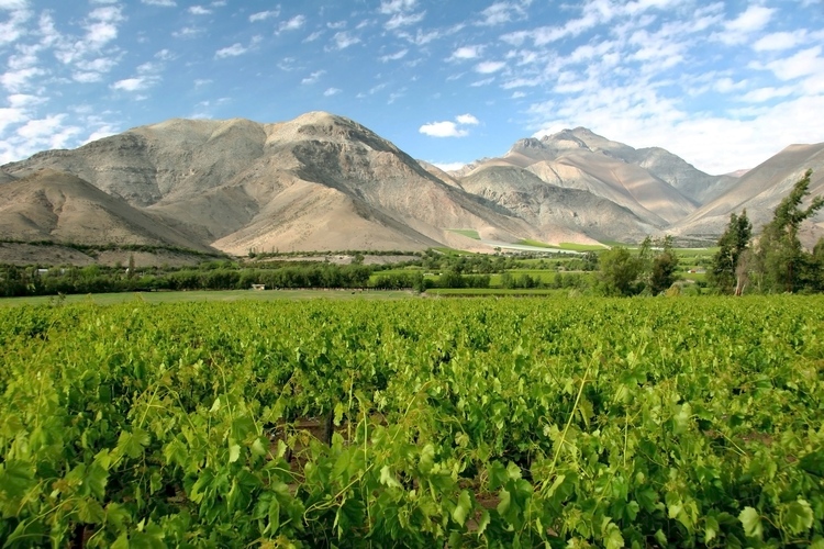 chili winery