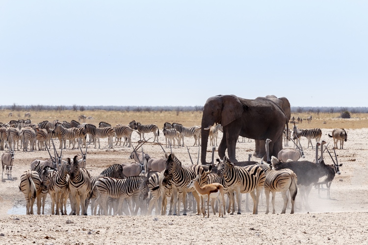 etosha nationalpark