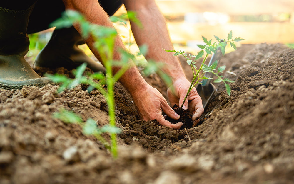 gestes ecolos potager