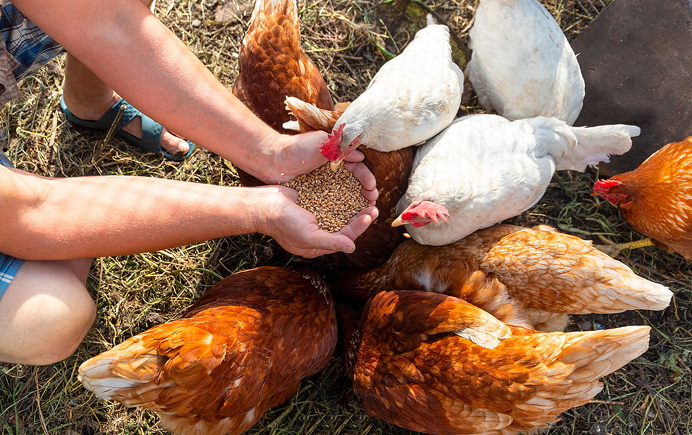 gestes ecolos poules