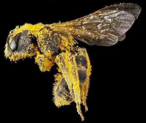insolite abeille