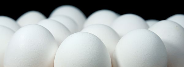 insolite couveuse oeufs