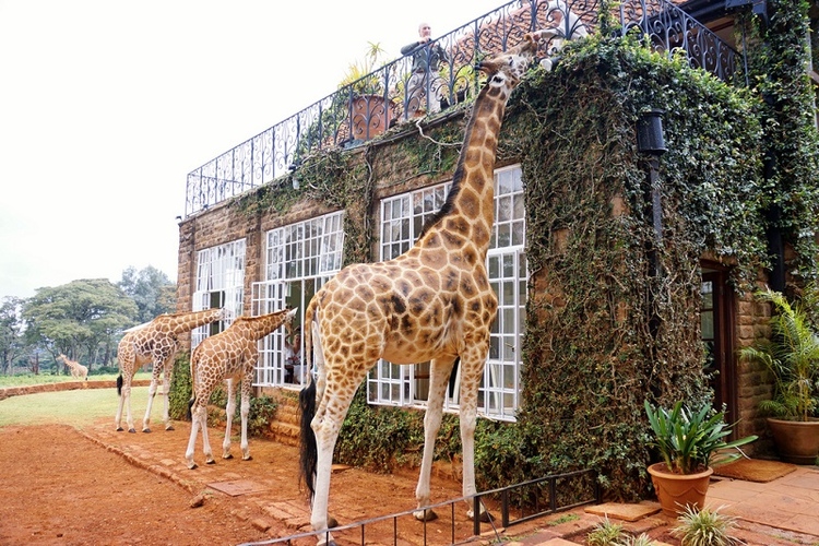 manorgirafe kenya