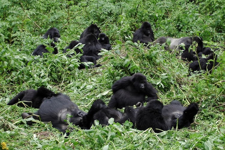 parc bwindi