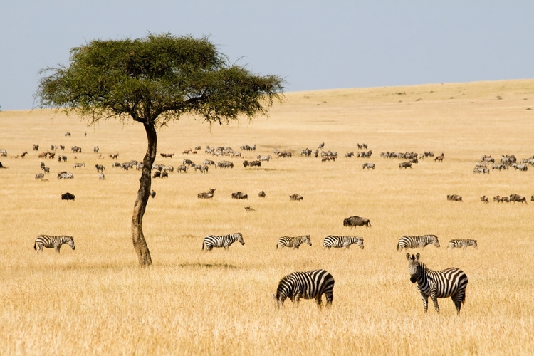 parc masaimara
