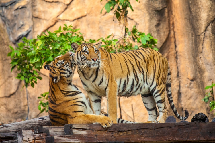 parc ranthambore