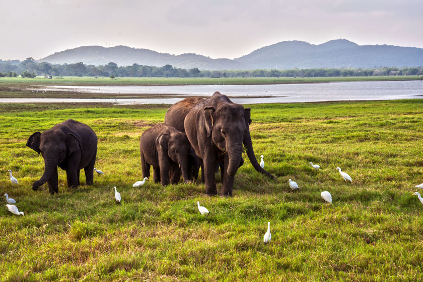 parc yala