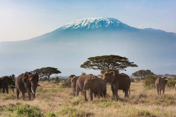 romantique kilimandjaro