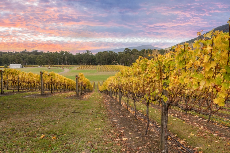 yarra valley
