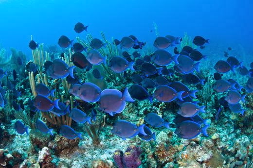 plongee îles Caïmans