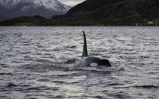 plongee Norvège