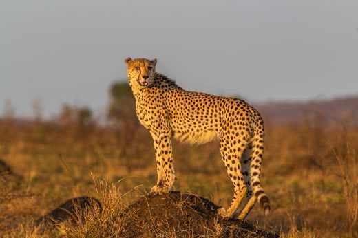 safari Afrique du Sud