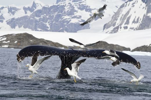 safari Antarctique