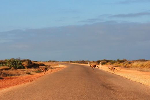 safari Australie