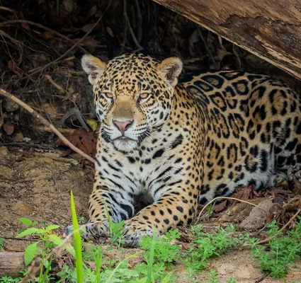 safari Brésil