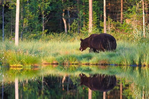 safari Finlande