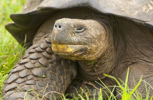 safari Equateur