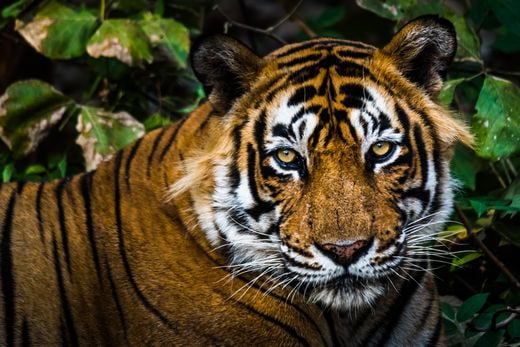 safari Inde