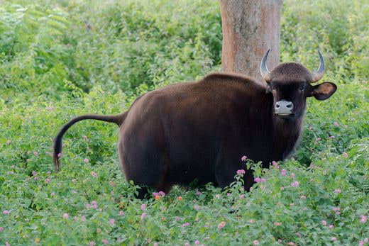 safari Inde