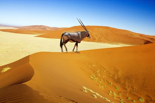 safari Namibie